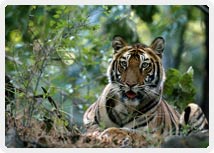 Tiger, Wildlife, India